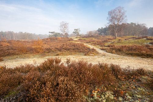 Zoomland, Bergen op Zoom