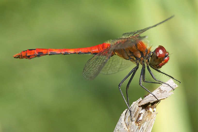 Dragonfly resting on a branch by Frank Herrmann