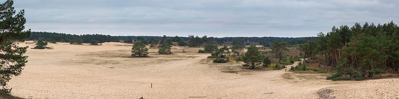 Panorama SandverwehungHulshorst von Jenco van Zalk