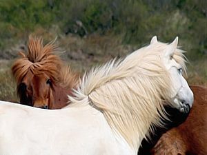 Island-Ponys