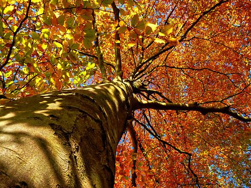 Looking Up (Beech tree from below)