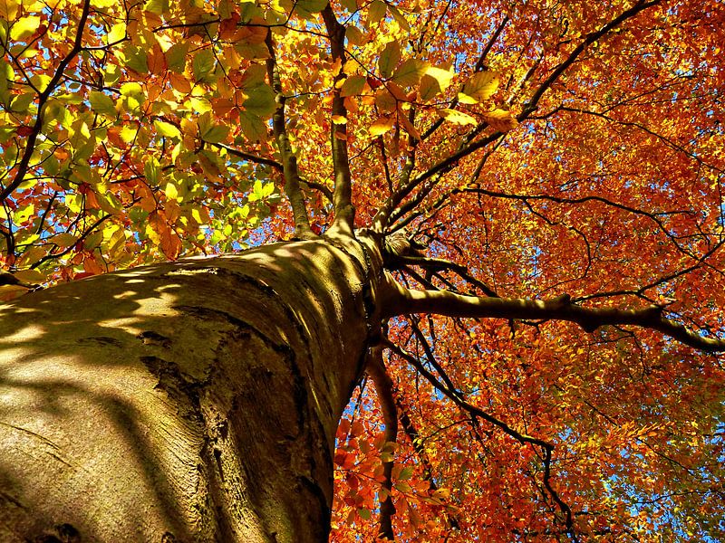Buche im Herbstfarben von Caroline Lichthart