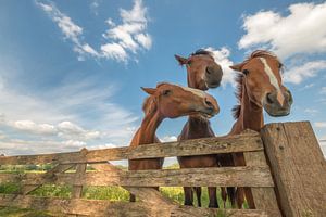 Neugierige Pferde beim Fechten