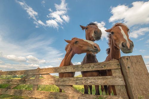 Nieuwsgierige paarden bij hekwerk