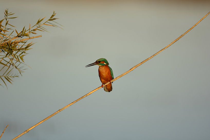 kingfisher by Mertens Peter