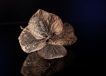 Es war einmal eine Hortensie