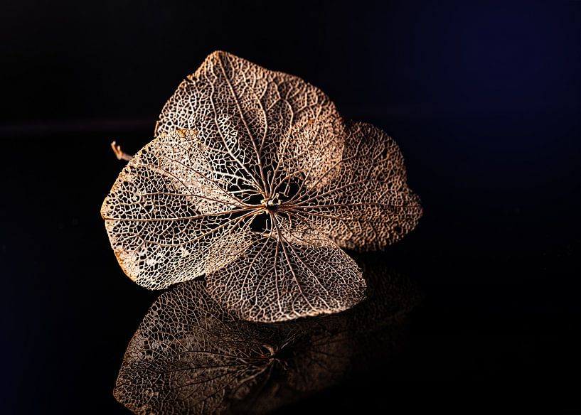 Il était une fois un hortensia par Christiane Calmbacher