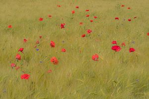 Today is red: poppies