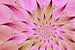 Blütenstern in Pink und Braun von Claudia Gründler