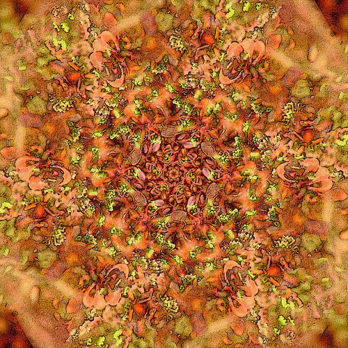 Sedum Sextet