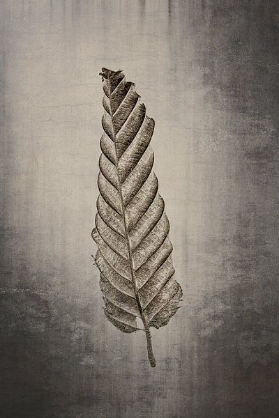 Hainbuche - Carpinus betulus von Christophe Fruyt