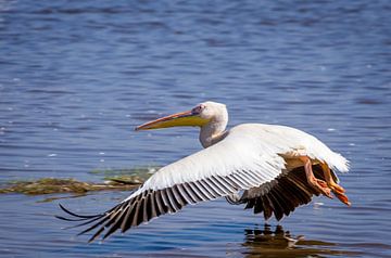 Laagvliegende pelicaan van Peter Postmus