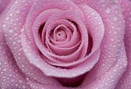 Roos van Peter Zendman