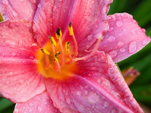 Lys rose avec gouttes d'eau