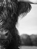 Close up Scottish Highlander black and white