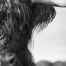 Close up Scottish Highlander black and white by Karin Bazuin