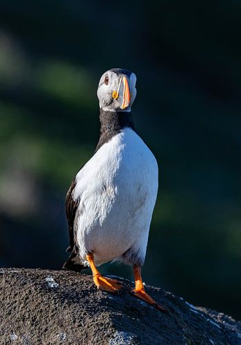 Puffin on the watch van Joy of Light Photography