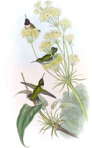 Bird-bird à gorge violette, John Gould par Hummingbirds