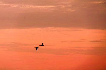 Freedom in a pastel sky