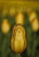 goldene Tulpe