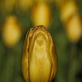 tulipe d'or sur emiel schalck