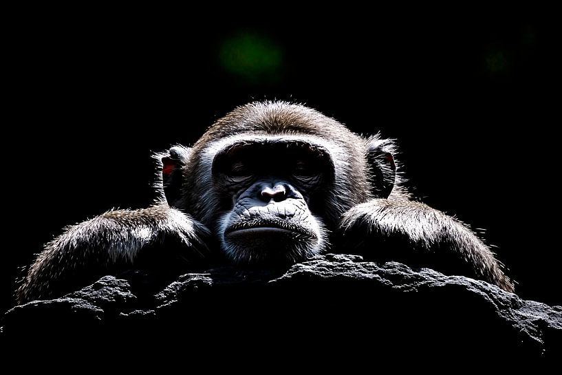 Singe dans une lumière dramatique par Art & Soul Creations