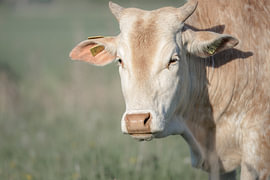 Stille Aufmerksamkeit von Niwo Photography