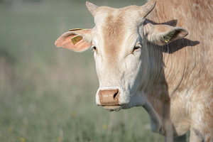 Stille Aufmerksamkeit