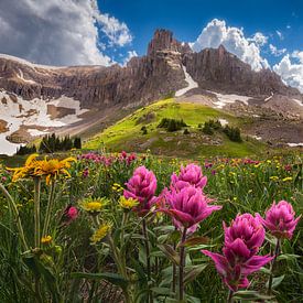 Fleurs sauvages du pinceau indien dans les montagnes San Juan du Colorado - Fine Art Landscape Photography sur Daniel Forster