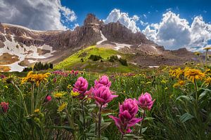 Indian Paintbrush Wildflowers in the San Juan Mountains of Colorado - Fine Art Landscape Photography