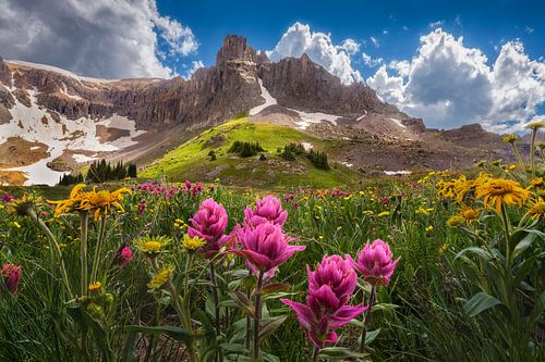 Indian Paintbrush-wildbloemen in de San Juan Mountains van Colorado - Landschapsfotografie voor beeldende kunst van Daniel Forster