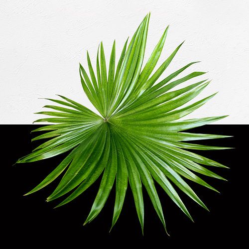 green on black and white