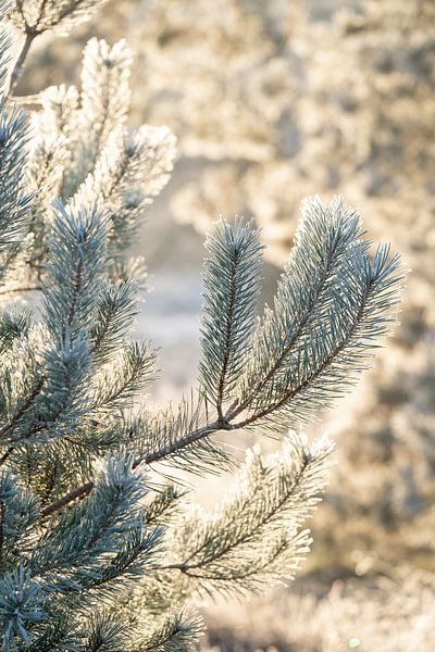 Lumière hivernale sur les aiguilles de pin Détails glacés dans une douce lueur par Femke Ketelaar