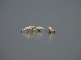 Lepelaars in de Prunje , Schouwen Duiveland.