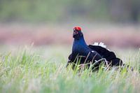 Black grouse during the courtship