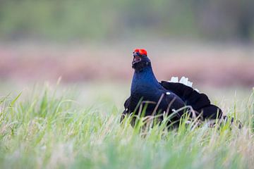 Black grouse during the courtship by Jan-Willem Mantel
