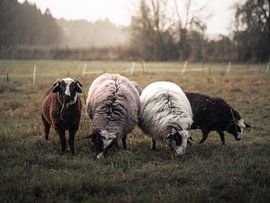 Schaffamilie von Tobias Wartenberg