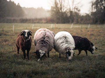 Schapen van Tobias Wartenberg