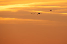Ganzen door de gouden lucht van SR Blaauw