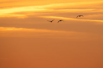 Gänse durch den goldenen Himmel