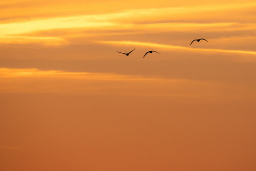 Gänse durch den goldenen Himmel
