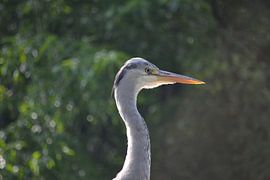Reiher aus der Nähe von Michael van Eijk