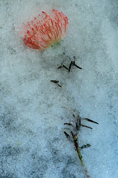 Fleur congelée ou non 3 par Wim van Ooijen