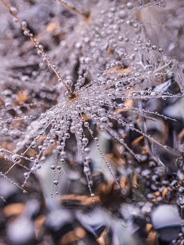 Abstract: Bruin, grijs en wit (paardenbloempluisjes met druppeltjes)