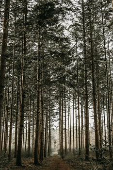 Footpath