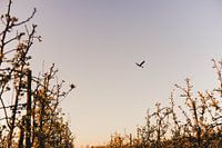 Le saut est dans l'air
