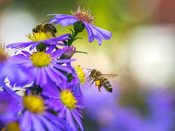 Une abeille vole vers une fleur d'aster violette sur ManfredFotos