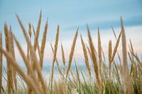 Nahaufnahme Dünengras