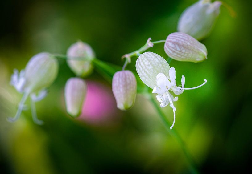 Net belletjes van een natuurlijk klokkenspel van Robbert De Reus