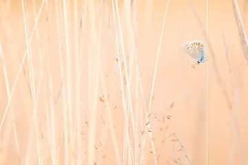 Le bleu icarien sur Danny Slijfer Natuurfotografie